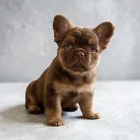 Dior, a male French Bulldog for sale in Portland, OR – 1 of 2