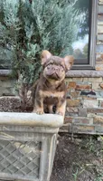 Dior, a male French Bulldog for sale in Portland, OR – 5 of 6