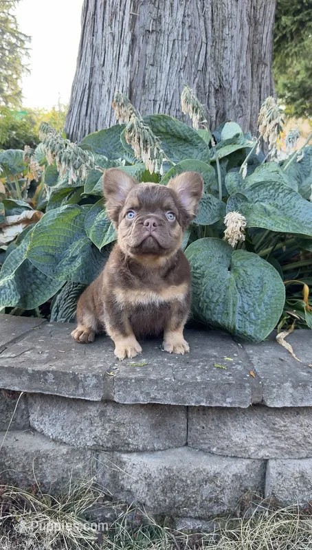 Dior – French Bulldog puppy for sale in Portland, OR