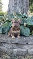 Dior, a male French Bulldog for sale in Portland, OR – 1 of 6