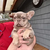 Fiona, a female French Bulldog for sale in Portland, OR – Photo 2 of 2