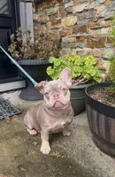 Fiona, a female French Bulldog for sale in Portland, OR – Photo 1 of 2