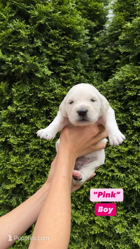 Golden retriever male – English Cream Golden Retriever puppy for sale in Portland, OR