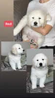 Walter, a male English Cream Golden Retriever for sale in Portland, OR – 2 of 3