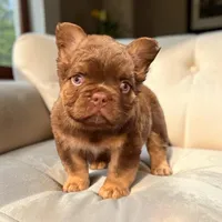 Dior, a male French Bulldog for sale in Portland, OR – 2 of 2