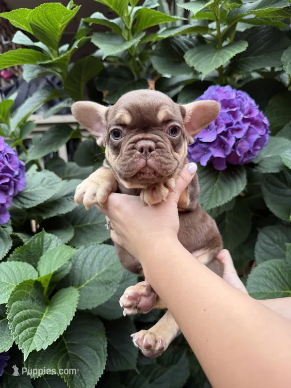 Gucci  – French Bulldog puppy for sale in Portland, OR
