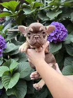 Gucci , a male French Bulldog for sale in Portland, OR – 1 of 5