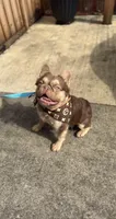 Bruno, a male French Bulldog for sale in Portland, OR – Photo 3 of 9