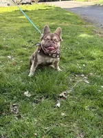 Bruno, a male French Bulldog for sale in Portland, OR – Photo 8 of 9
