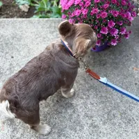 Bruno, a male French Bulldog for sale in Portland, OR – Photo 7 of 9