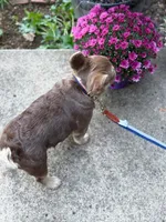 Bruno, a male French Bulldog for sale in Portland, OR – Photo 3 of 5