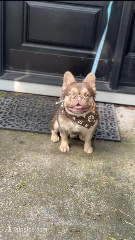 Bruno – French Bulldog puppy for sale in Portland, OR