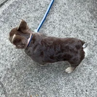 Bruno, a male French Bulldog for sale in Portland, OR – Photo 9 of 9