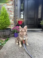 Bruno, a male French Bulldog for sale in Portland, OR – Photo 4 of 5