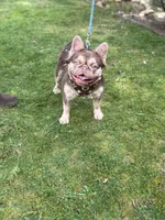 Bruno, a male French Bulldog for sale in Portland, OR – Photo 5 of 9