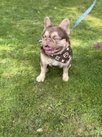 Bruno, a male French Bulldog for sale in Portland, OR – Photo 4 of 9