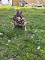 Bruno, a male French Bulldog for sale in Portland, OR – Photo 6 of 9