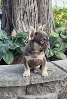 Gucci , a male French Bulldog for sale in Portland, OR – 2 of 3