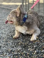 Newshade fluffy female, a female French Bulldog for sale in Portland, OR – Photo 3 of 3