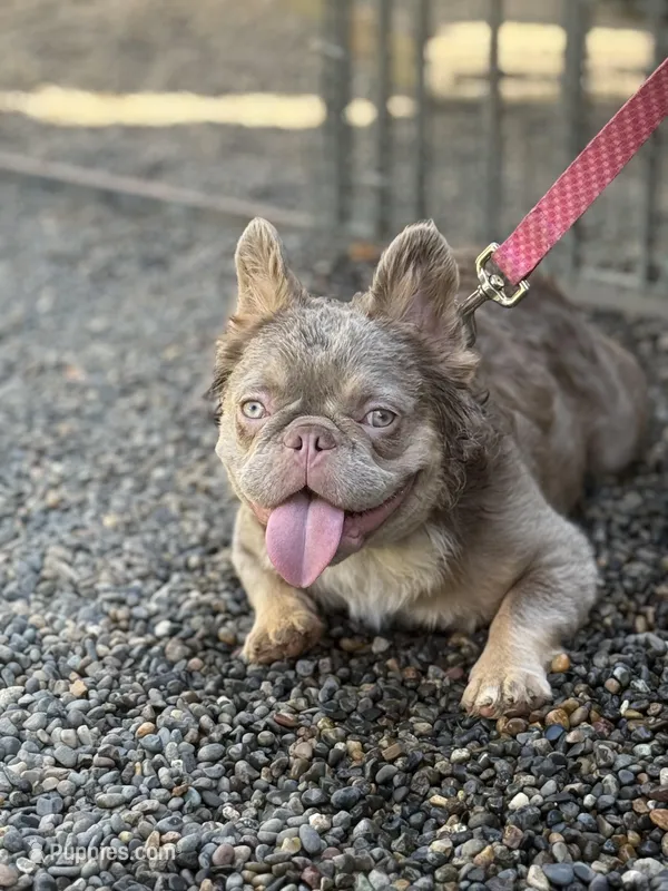 Newshade fluffy female