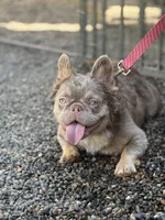 Newshade fluffy female, a female French Bulldog for sale in Portland, OR – Photo 1 of 3