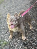 Newshade fluffy female, a female French Bulldog for sale in Portland, OR – Photo 2 of 3