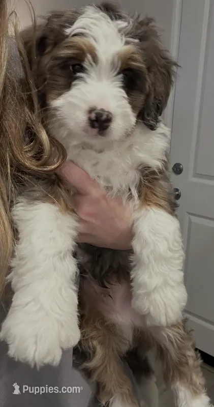 River , a male Miniature Bernedoodle for sale in Winchester, CA – Photo 1 of 2