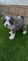 River , a male Miniature Bernedoodle for sale in Winchester, CA – Photo 2 of 2