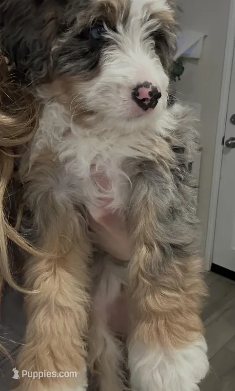 Remi , a female Miniature Bernedoodle for sale in Winchester, CA – Photo 1 of 1