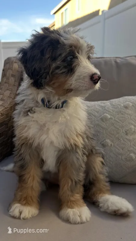 Sky , a female Miniature Bernedoodle for sale in Winchester, CA – Photo 1 of 1