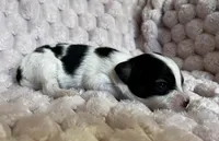 Turtle female #1 , a female Papillon for sale in Greenbrier, AR – 4 of 4