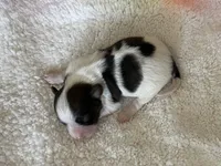 Smartie, a male Papillon for sale in Greenbrier, AR – Photo 2 of 3