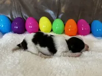 Smartie, a male Papillon for sale in Greenbrier, AR – Photo 3 of 3