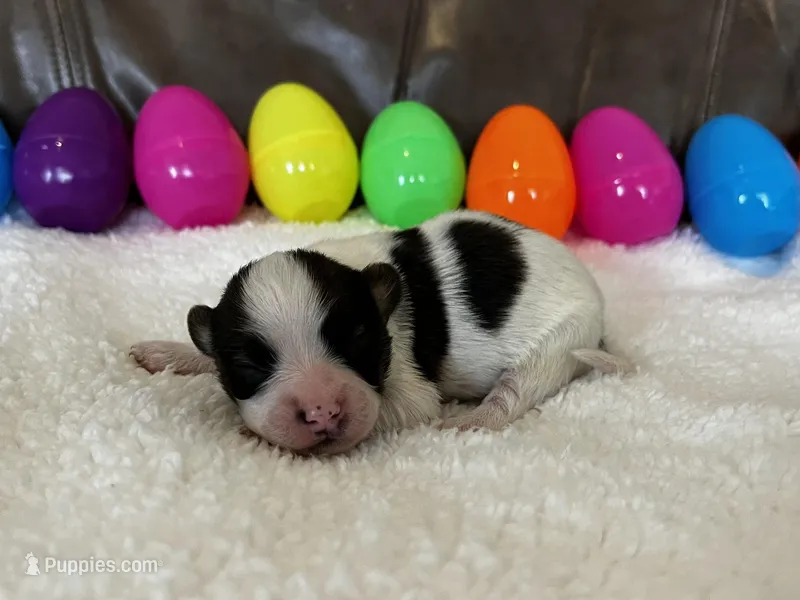 Smartie – Papillon puppy for sale in Greenbrier, AR