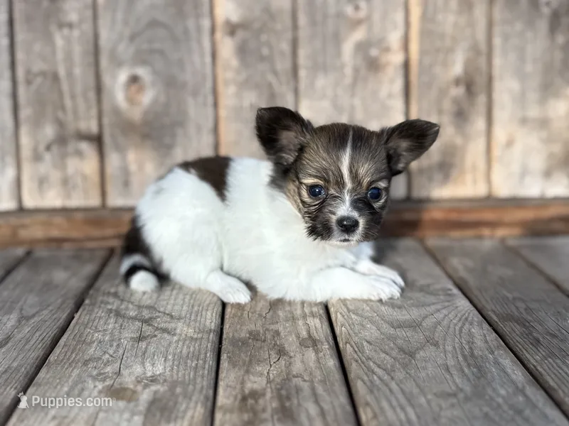 Glimmer female #2 – Papillon puppy for sale in Greenbrier, AR