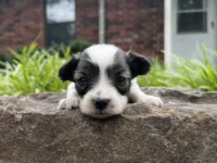 Glimmer male #1, a male Papillon for sale in Greenbrier, AR – 4 of 10