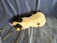 Pandas Female #4, a female Papillon for sale in Greenbrier, AR – Photo 3 of 4