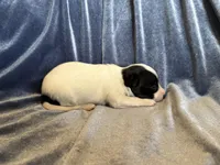 Pandas Female #4, a female Papillon for sale in Greenbrier, AR – Photo 4 of 4
