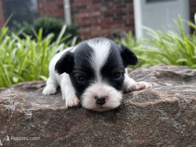 Glimmer male #2 – Papillon puppy for sale in Greenbrier, AR