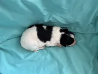 Mollys tri male , a male Papillon for sale in Greenbrier, AR – 6 of 6
