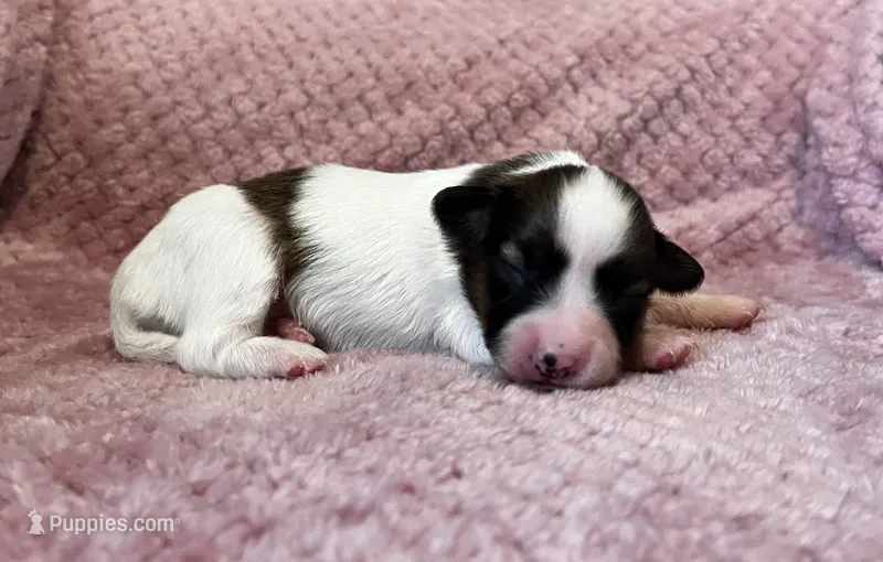 Mollys sable female  – Papillon puppy for sale in Greenbrier, AR