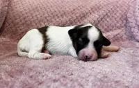 Mollys sable female , a female Papillon for sale in Greenbrier, AR – 1 of 3