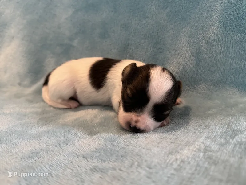 Glimmer male #1 – Papillon puppy for sale in Greenbrier, AR