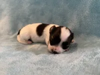 Glimmer male #1, a male Papillon for sale in Greenbrier, AR – 1 of 4
