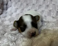 Turtle female #3, a female Papillon for sale in Greenbrier, AR – 4 of 4