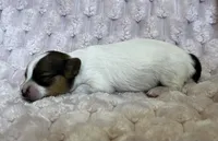 Turtle female #3, a female Papillon for sale in Greenbrier, AR – 3 of 4