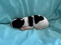 Mollys tri male , a male Papillon for sale in Greenbrier, AR – 3 of 6
