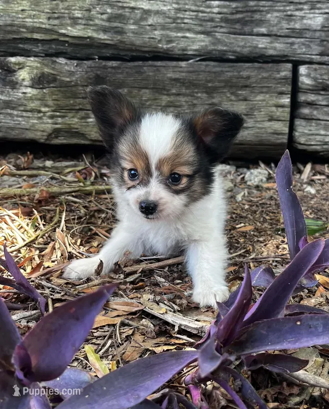 Glimmer male #1 – Papillon puppy for sale in Greenbrier, AR