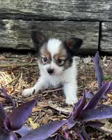 Glimmer male #1, a male Papillon for sale in Greenbrier, AR – 1 of 10