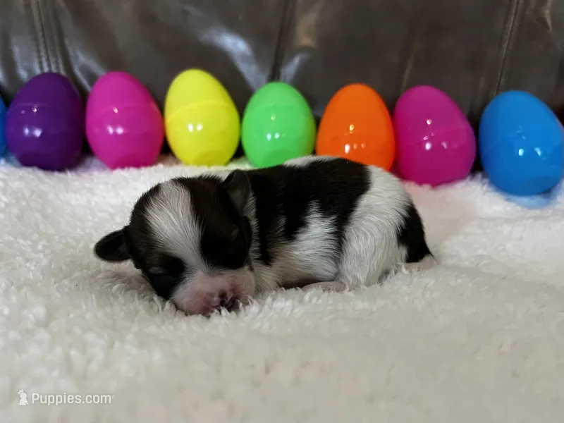 Reese – Papillon puppy for sale in Greenbrier, AR